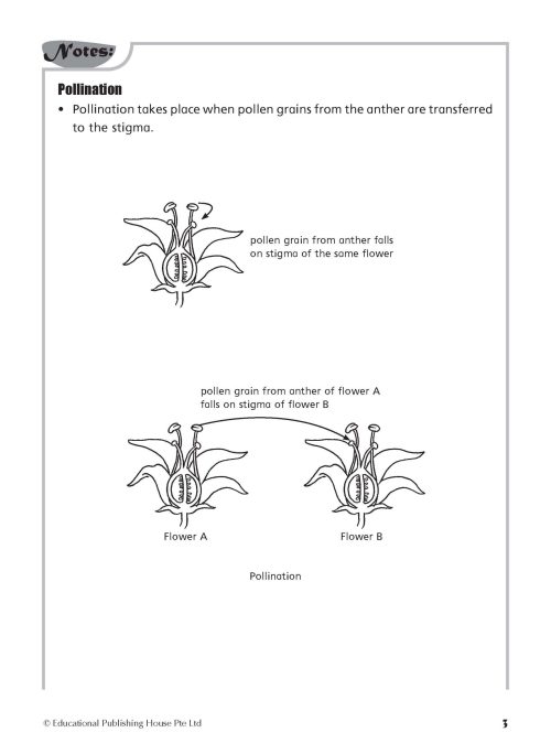 P5/6 Foundation Science Topical Practice Workbook